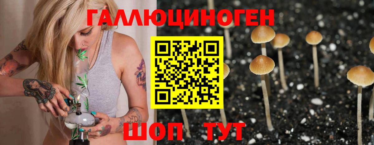 Псилоцибиновые грибы Psilocybe Красноуфимск